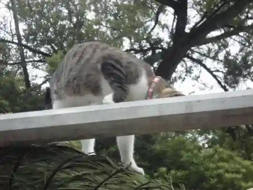 伊勢原大神宮の動物