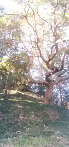 愛宕神社の自然