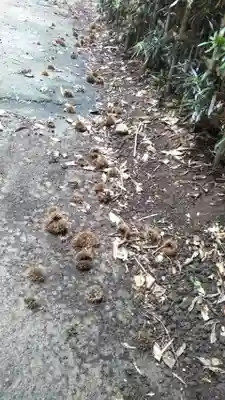 岩城神社の自然
