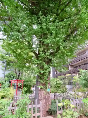 成子天神社の自然