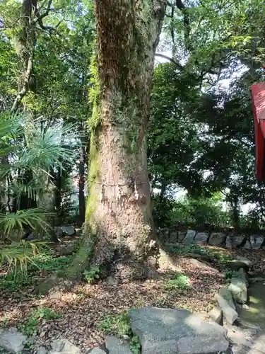 清洲山王宮　日吉神社の自然