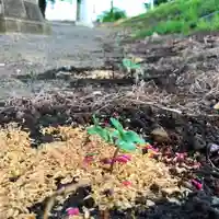 高司神社〜むすびの神の鎮まる社〜の自然