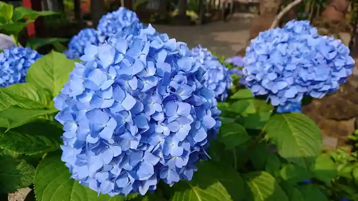 白山神社の自然