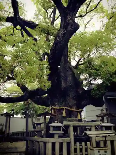 杭全神社の自然