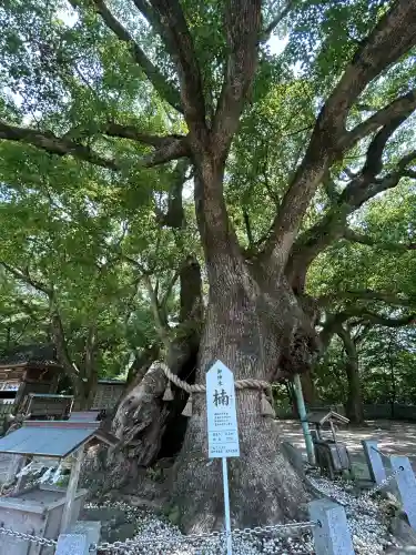 大麻比古神社(徳島県)