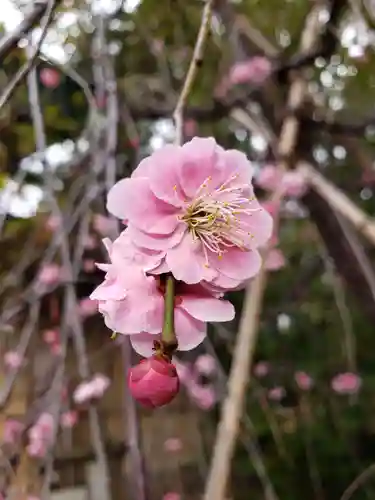 東郷神社の自然