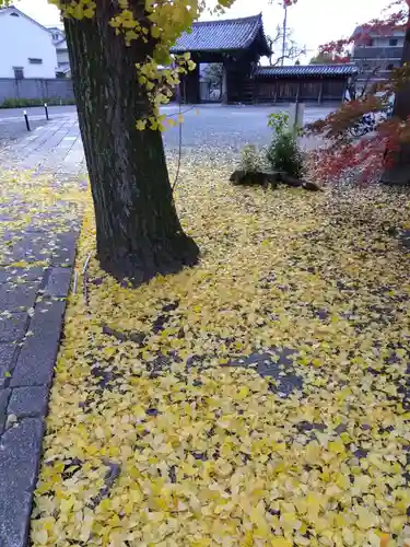妙覺寺（妙覚寺）(京都府)