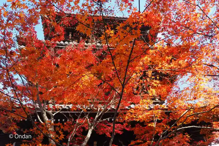 真正極楽寺(真如堂)の自然