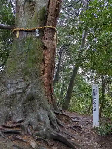 白山比咩神社(石川県)