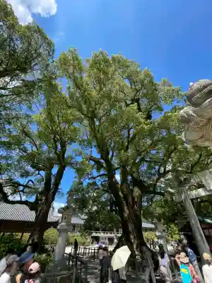 太宰府天満宮の{uncategorized: "未分類", other: "その他", undefined: "問題あり", building: "その他建物", grave: "お墓", sacred_gate: "鳥居", guardian: "狛犬", statue: "像", buddha: "仏像", history: "歴史", nature: "自然", garden: "庭園", animal: "動物", pagoda: "塔", temizu: "手水舎", mountain_gate: "山門・神門", sanctuary: "本殿・本堂", subordinate: "末社・摂社", art: "芸術", scenery: "景色", jizo: "地蔵", ema: "絵馬", goshuin: "御朱印", omikuji: "おみくじ", items: "授与品その他", amulet: "お守り", goshuincho: "御朱印帳", eats: "食事", festival: "お祭り", votive_dance: "神楽", shichigosan: "七五三参", wedding: "結婚式", experience: "体験その他", initially: "初詣", around: "周辺", anti_infection: "感染症対策"}