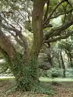 明治神宮の自然