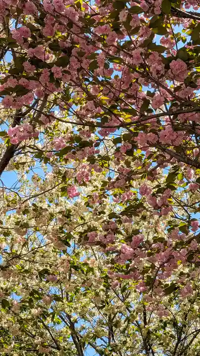 圓光寺(京都府)