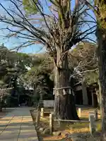 赤坂氷川神社(東京都)