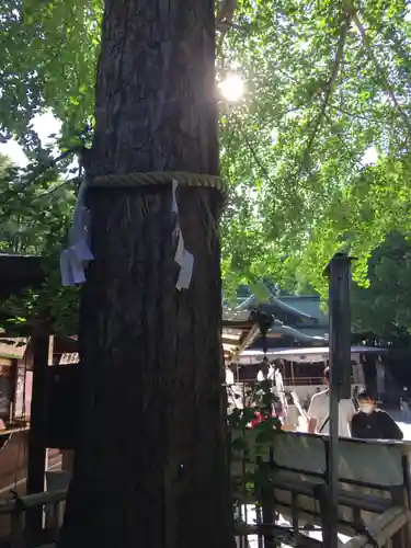 大宮八幡宮の自然