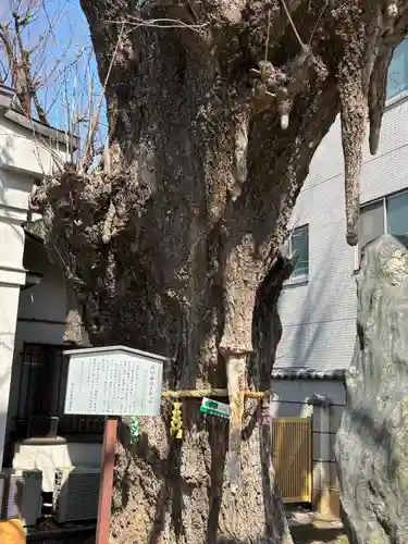 品川寺(東京都)