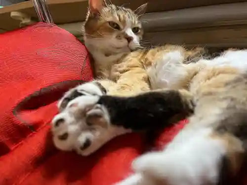 秩父札所十三番 慈眼寺の動物