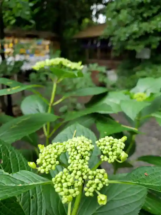 阿佐ヶ谷神明宮(東京都)