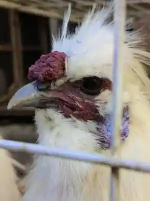 榮久山大法寺(東京都)