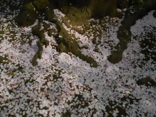 極楽寺（霊鷲山感應院極楽律寺）の自然