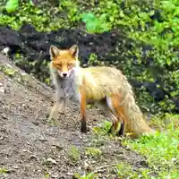 美幌神社(北海道)