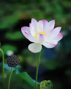 浄土寺(兵庫県)(2024年09月06日(金) 14時17分19秒投稿)