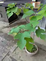 伏木香取神社(茨城県)