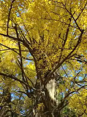 赤坂氷川神社(東京都)
