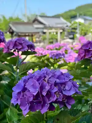 粟井神社の自然