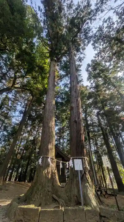 間々田八幡宮の{uncategorized: "未分類", other: "その他", undefined: "問題あり", building: "その他建物", grave: "お墓", sacred_gate: "鳥居", guardian: "狛犬", statue: "像", buddha: "仏像", history: "歴史", nature: "自然", garden: "庭園", animal: "動物", pagoda: "塔", temizu: "手水舎", mountain_gate: "山門・神門", sanctuary: "本殿・本堂", subordinate: "末社・摂社", art: "芸術", scenery: "景色", jizo: "地蔵", ema: "絵馬", goshuin: "御朱印", omikuji: "おみくじ", items: "授与品その他", amulet: "お守り", goshuincho: "御朱印帳", eats: "食事", festival: "お祭り", votive_dance: "神楽", shichigosan: "七五三参", wedding: "結婚式", experience: "体験その他", initially: "初詣", around: "周辺", anti_infection: "感染症対策"}
