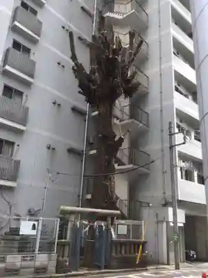 箒銀杏天満宮(東京都)