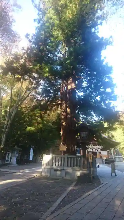 諏訪大社下社秋宮の自然