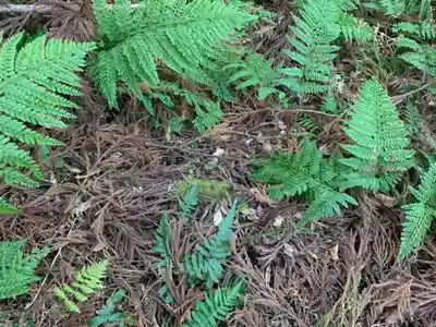 浅間神社の自然