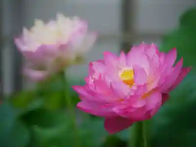 極楽山　浄土寺(北海道)