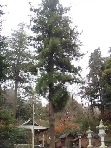 中氷川神社の自然