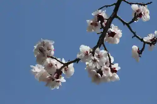 国宝 大法寺の自然