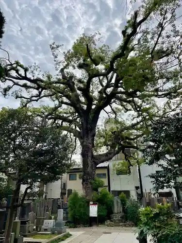 大雄寺(東京都)
