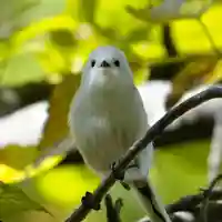 帯廣神社の動物