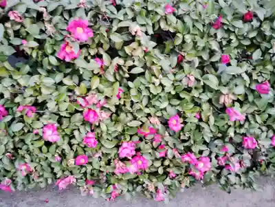 熊野神社の自然