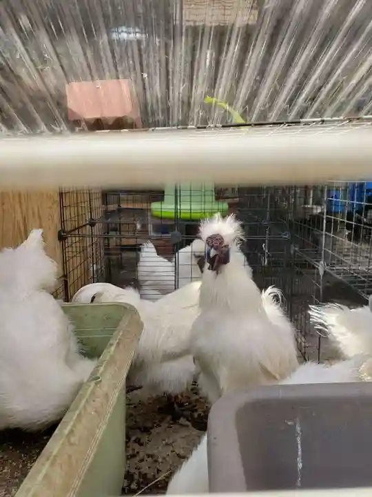 榮久山大法寺の動物