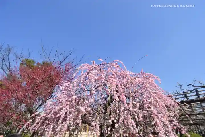 亀戸天神社の自然