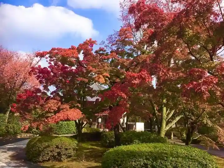 将軍塚青龍殿(青蓮院門跡)の自然