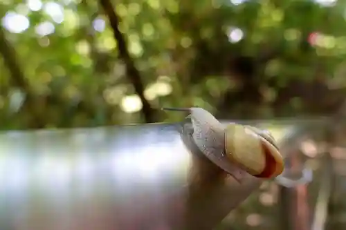 大神神社の動物