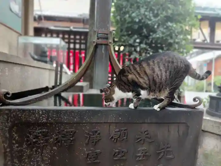 平等寺(因幡堂)の動物