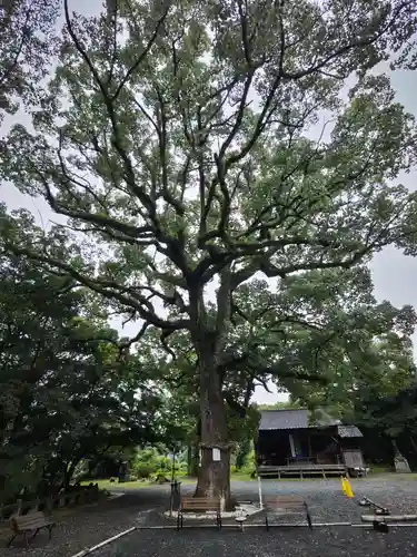 福母八幡宮の自然
