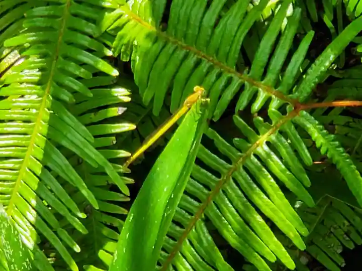 古法華寺(多聞寺境外仏堂)の動物