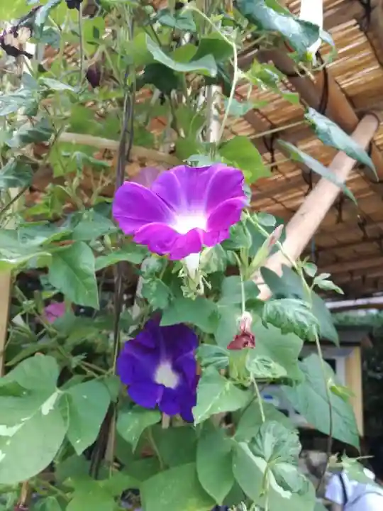 東京大神宮の自然