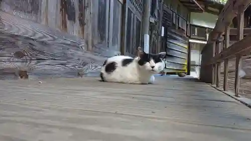 修那羅山安宮神社の動物