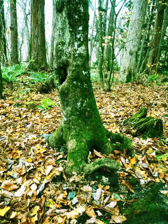 十和田神社の自然