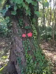 豊里神社の自然