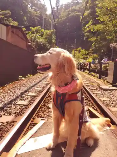 御霊神社の動物